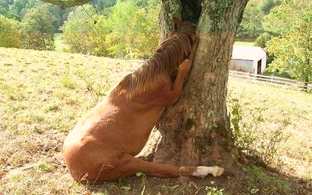 Horse stuck in tree