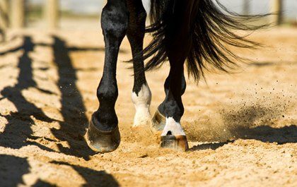 horse hooves in sand arena