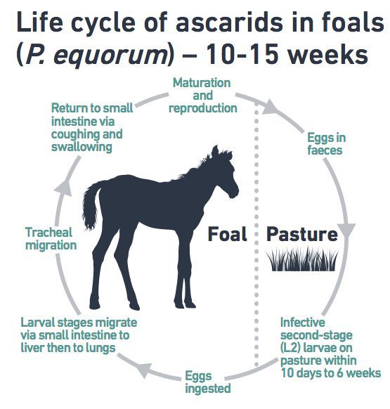 ascarid lifecycle