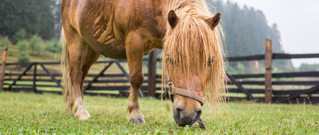 fat pony - Farr & Pursey Equine