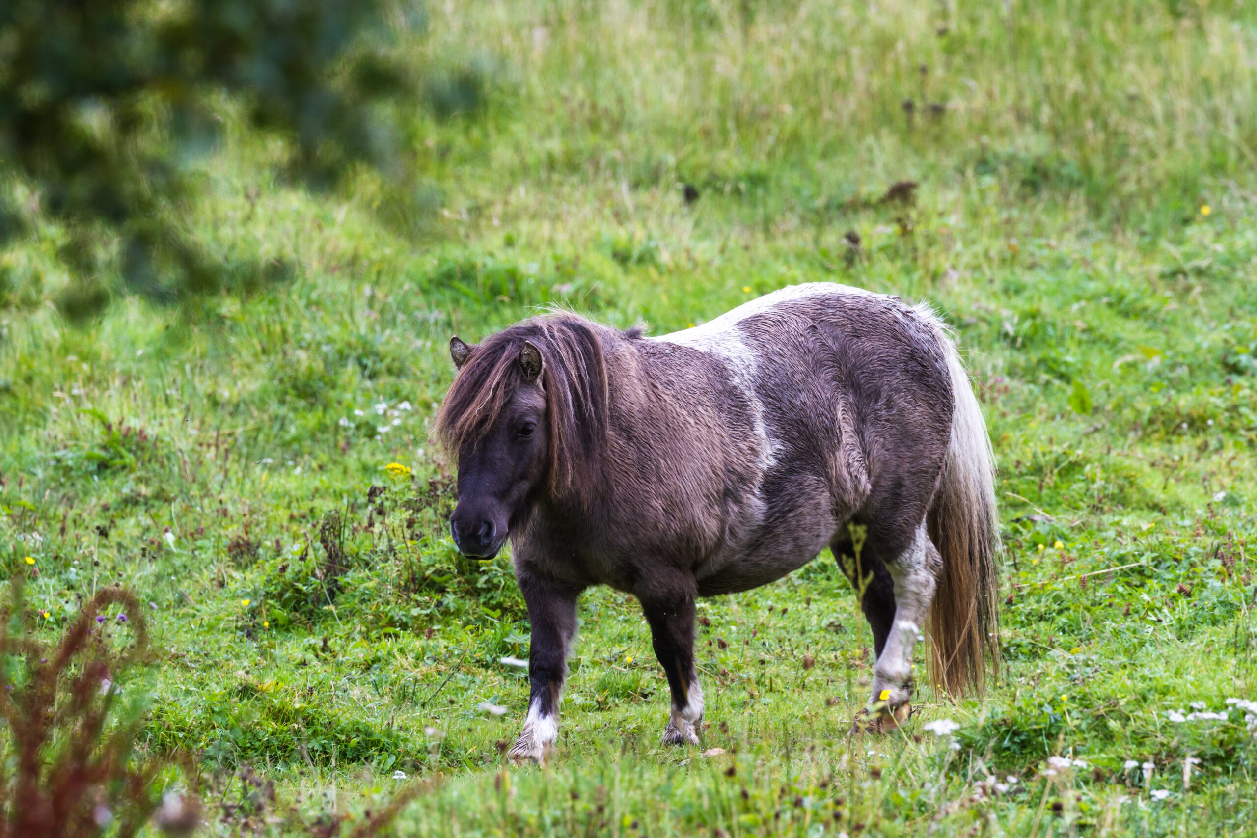 Close,Up,Of,A,Pony,In,The,Scottish,Highlands,Walking