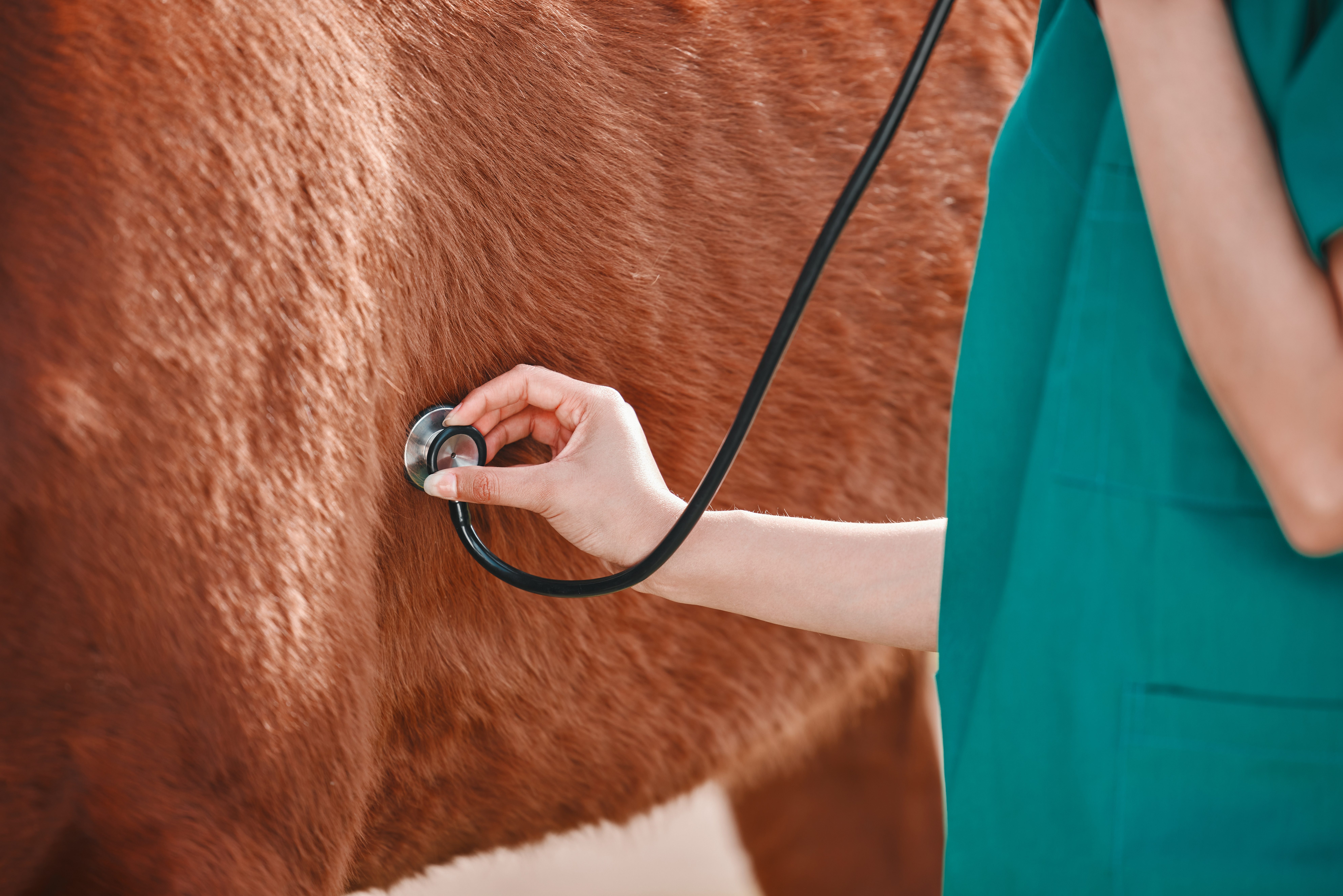 Horse,,Woman,Veterinary,And,Stethoscope,In,Hand,Outdoor,For,Health