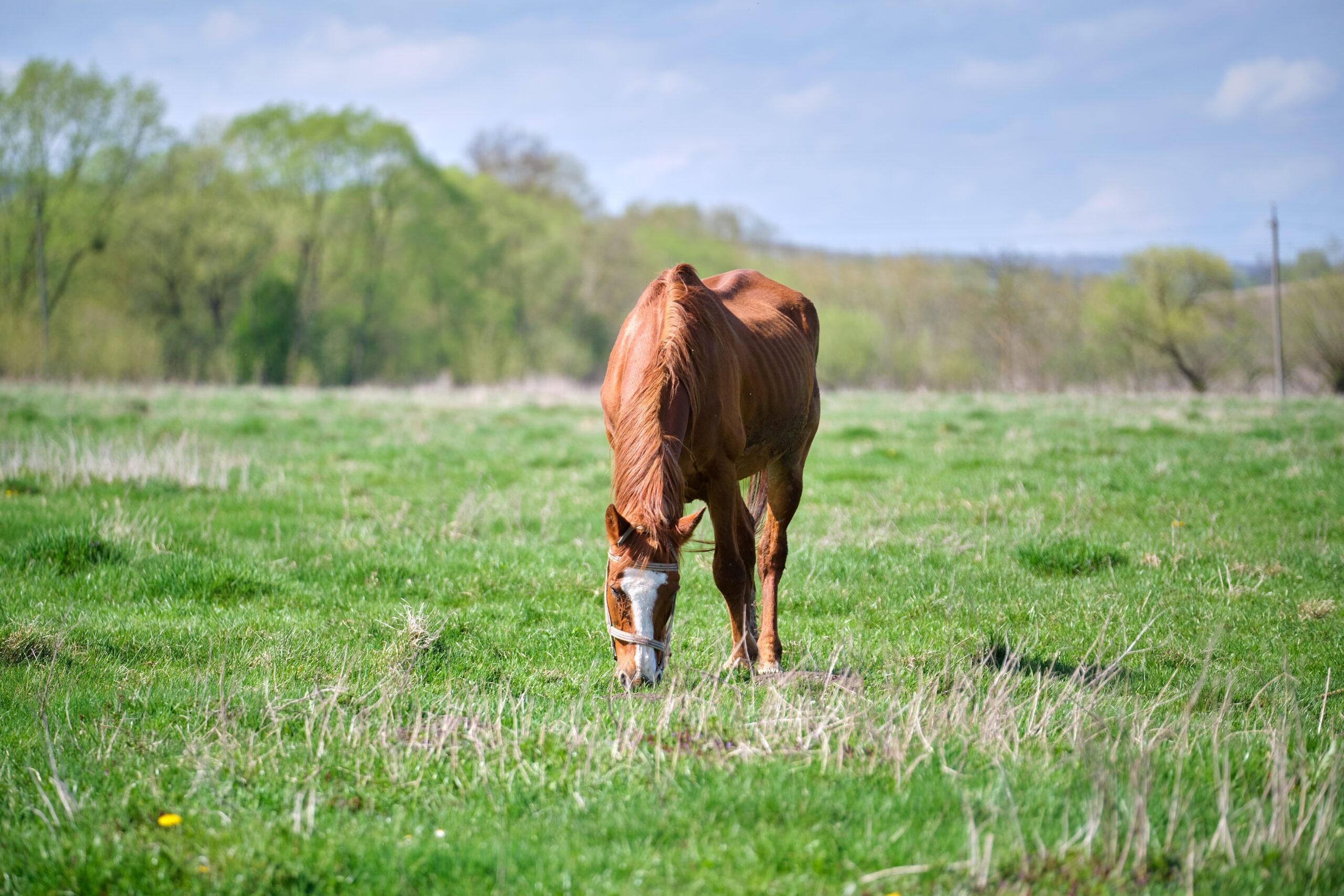 Thin,Chestnut,Horse,Eating,Grass,While,Grazing,On,Farm,Grassland